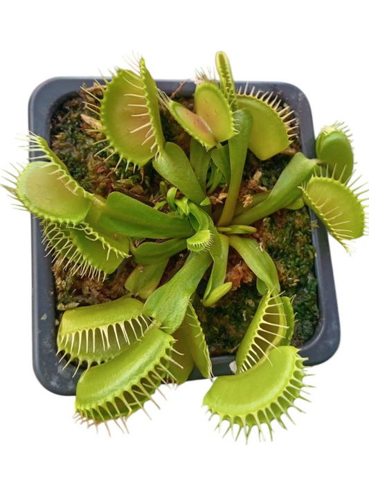 Venus atrapamoscas